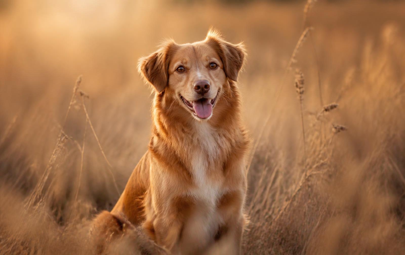 Cão adulto sentado em campo dourado ao pôr do sol